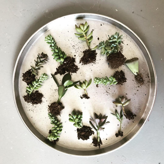 planter12