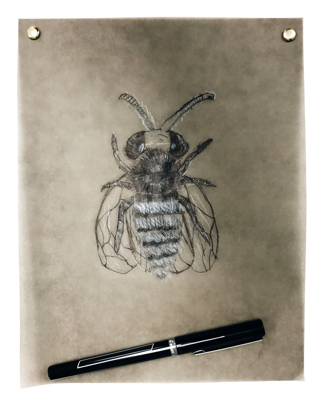 Bee Illustration Art Lesson / www.smallhandsbigart.com