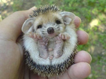 baby hedgehog halloween costume | www.smallhandsbigart.com/blog